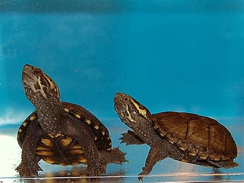 Here at American Reptile Distributors, we have one of the most extensive selections of turtles for sale online that are available for all skill levels of collectors!Our customer favorites include: Alligator Snapping Turtles for sale, Red-Eared Slider Turtle Morphs for sale, and Mud Turtles for sale! 